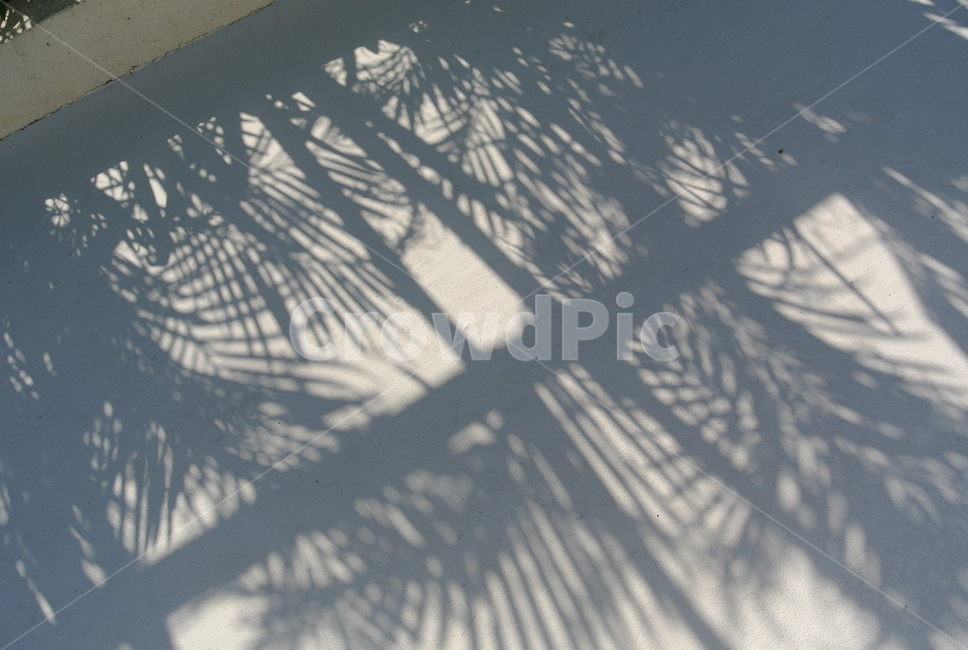 자연,그림자,식물그림자,은은한분위기,야자수,트로피칼,풍경,nature,오키나와,okinawa,shadow,트로피컬