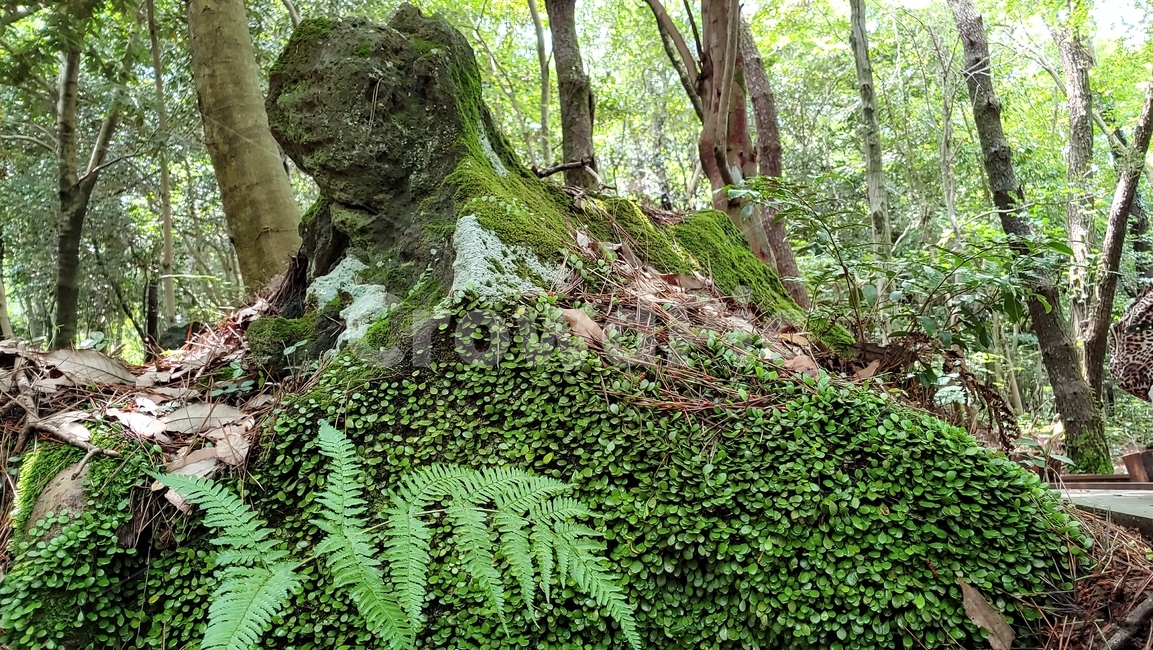 콩짜개덩굴,작은잎식물,자연,양치식물,lemmaphyllummicrophyllum