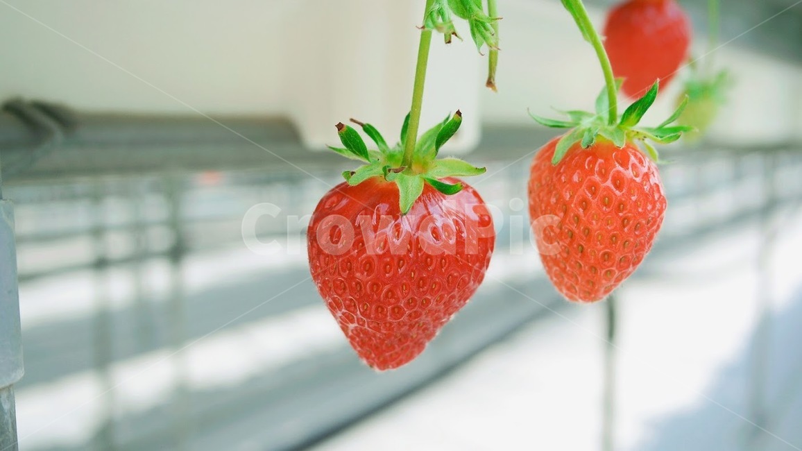 food,음식,strawberry,딸기,fruit,과일,plant,식물,과일,열매,fruit,농업,농사,agriculture,farming,farming industry