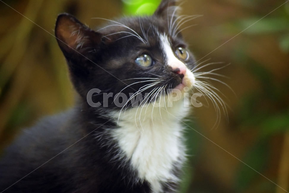 포유류,고양이,고양이새끼,동물,mammal,animal,kitten,cat,pet,동물,animal,포유류,mammal,고양이,cat,kitten,kitty