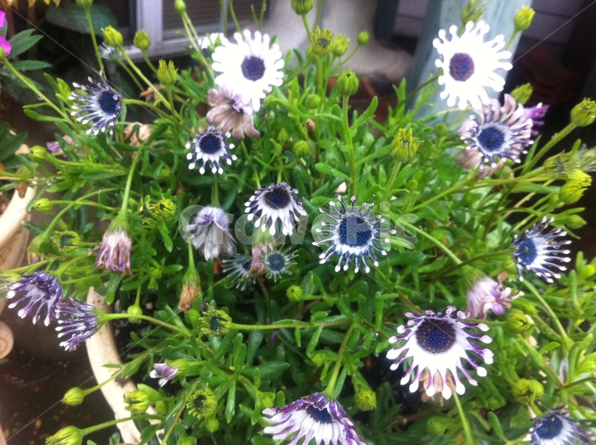 풍차데모르,디모르포세카,오스테오스펄멈,flower,dimorphotheca