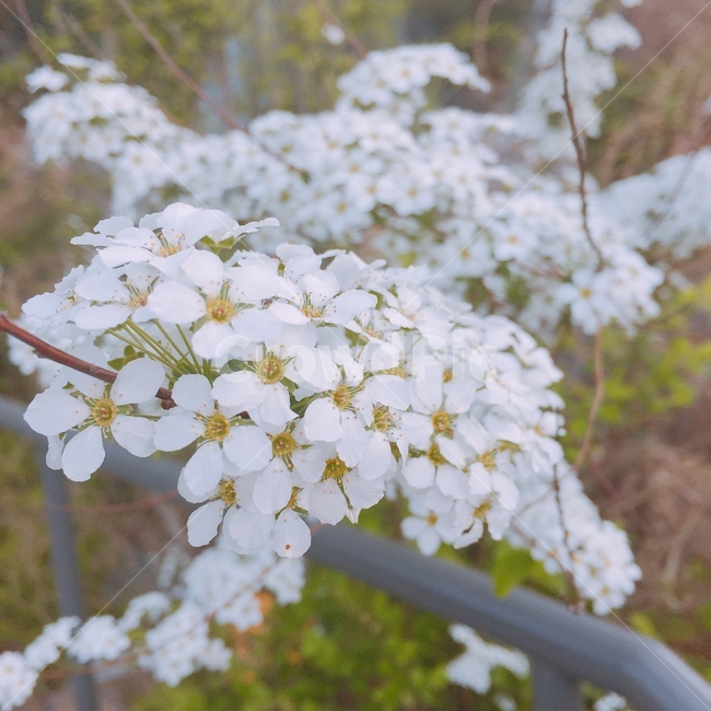 꽃,자연,식물,아련함,은은함