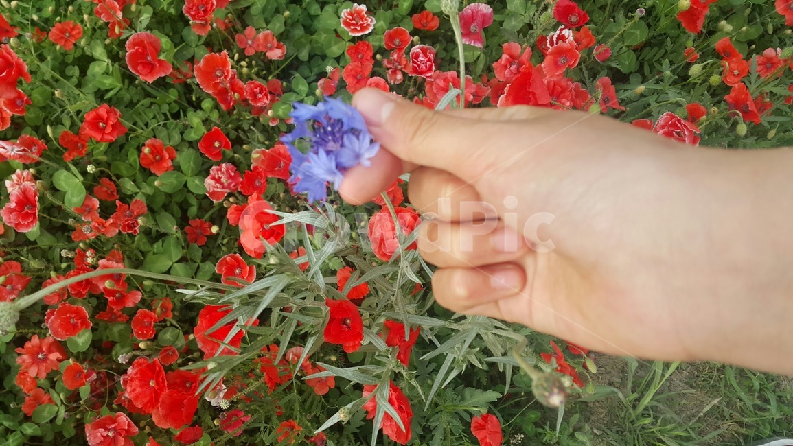 blossom,plant,식물,flower,꽃,geranium,제라늄,사랑,보라색,빨간색,봄