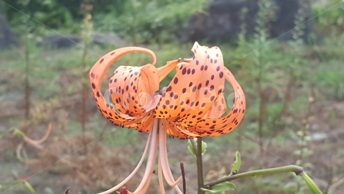 꽃,flower,식물,백합,참나리꽃,자연,여름