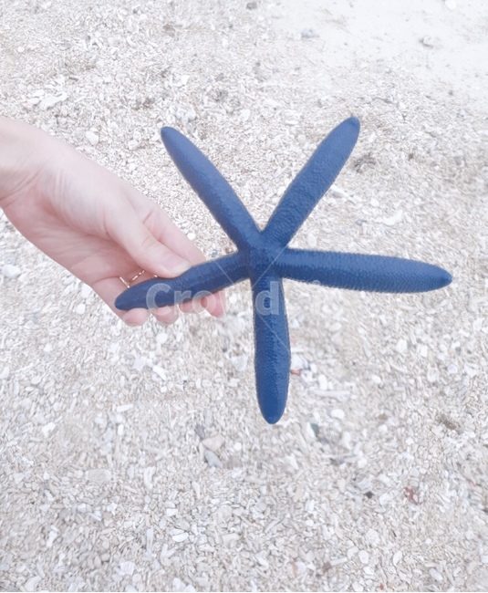 불가사리,블루,바다,해변,비치