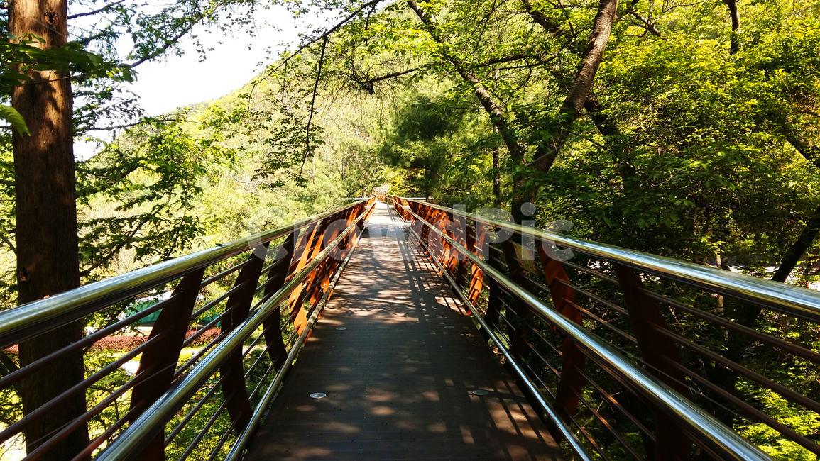 산책길,산책로,산책,자연,산