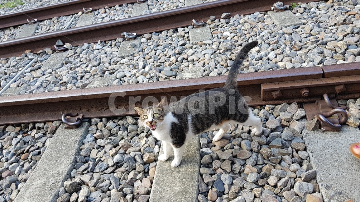 고양이,길고양이,동물,cat,포유류,동물,animal,포유류,mammal,고양이,cat,kitten,kitty