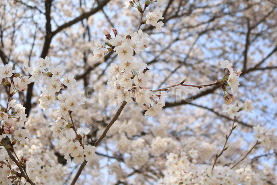 벚꽃,벚꽃나무,꽃,cherryblossome,cherryblossometree,봄,계절,spring,season,식물,자연,plants,nature,꽃,flower,plant,blossom