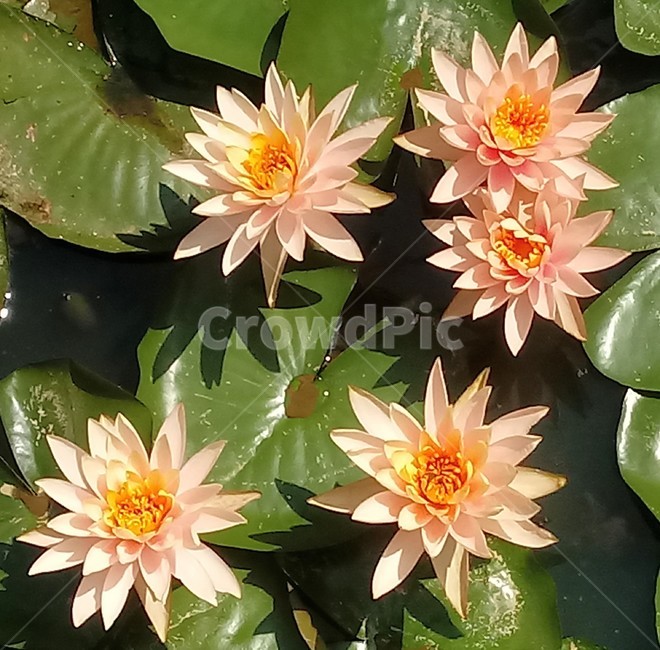 수련,다년생초본식물,수생식물,이판화,쌍자엽식물,자우련,waterlily