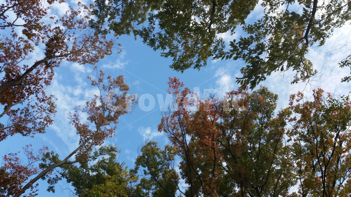 tree,나무,plant,식물,하늘,잎사귀,잎,맑음,구름,자연,자연,풍경,nature,landscape