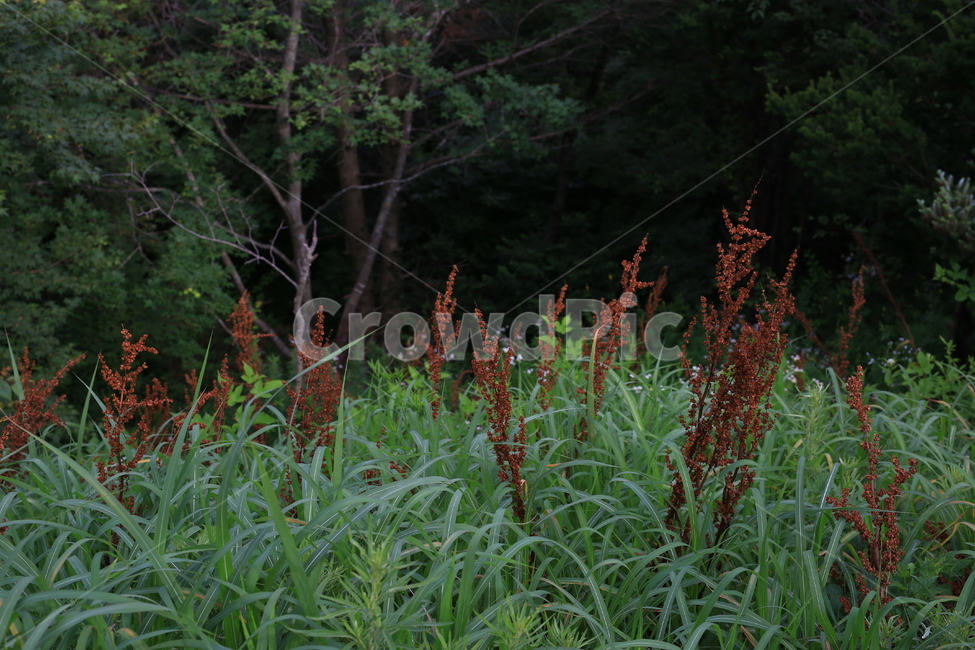 plant,식물,숲,자연,풀,그린,forest,내추럴,natural,브라운,가을,식물,자연,plants,nature