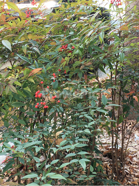 풍경,scenery,잎,leaf,생활,life,식물,plant,열매,fruit