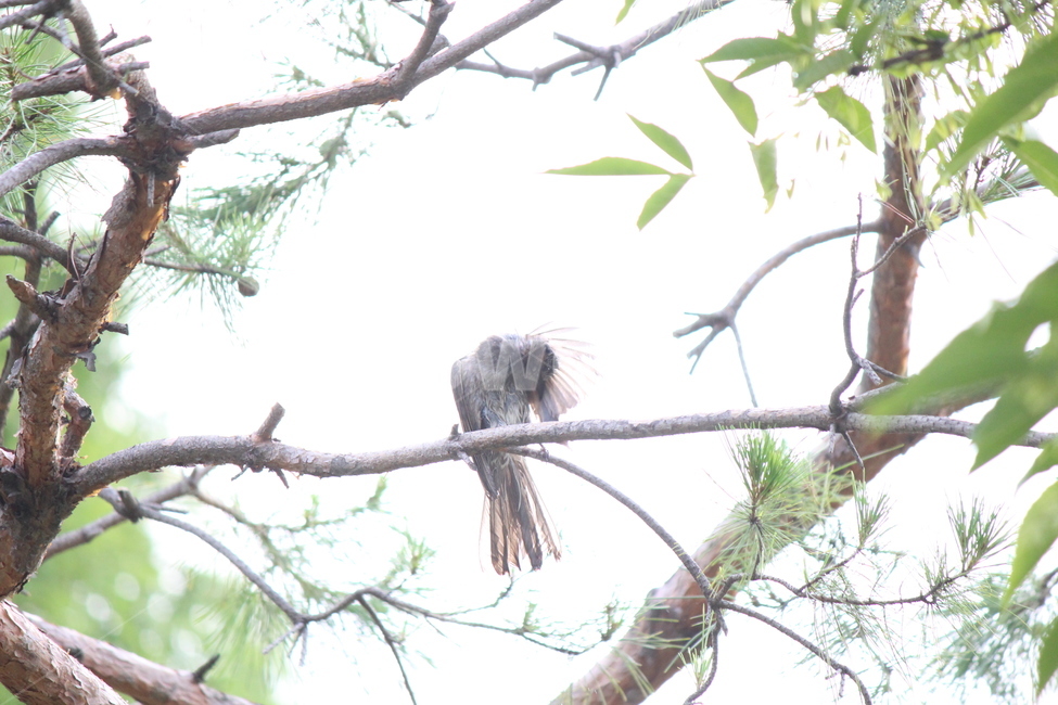 bird,accipiter,animal,shower,water,새,매,동물,샤워,건조,dry,동물,animal,조류,새,birds