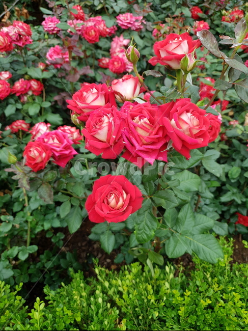 빨간장미,장미꽃,꽃,rose,장미밭,알록달록장미,자연,식물,장미원,장미,야외,꽃축제