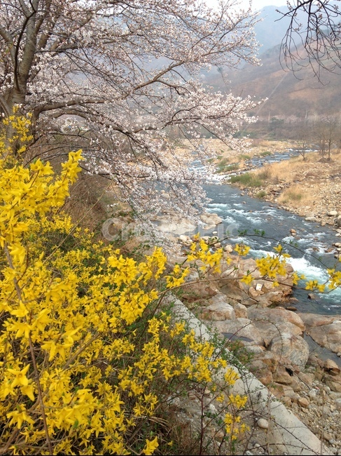 섬진강,봄,벚꽃,개나리,봄꽃,소풍,강,물,강물,강줄기,봄소풍,식물