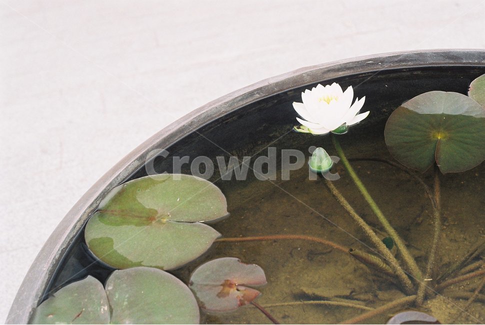 연꽃,한송이,여름,개화,식물,자연,plants,nature,꽃,flower,식물,자연,plants,nature,꽃,flower