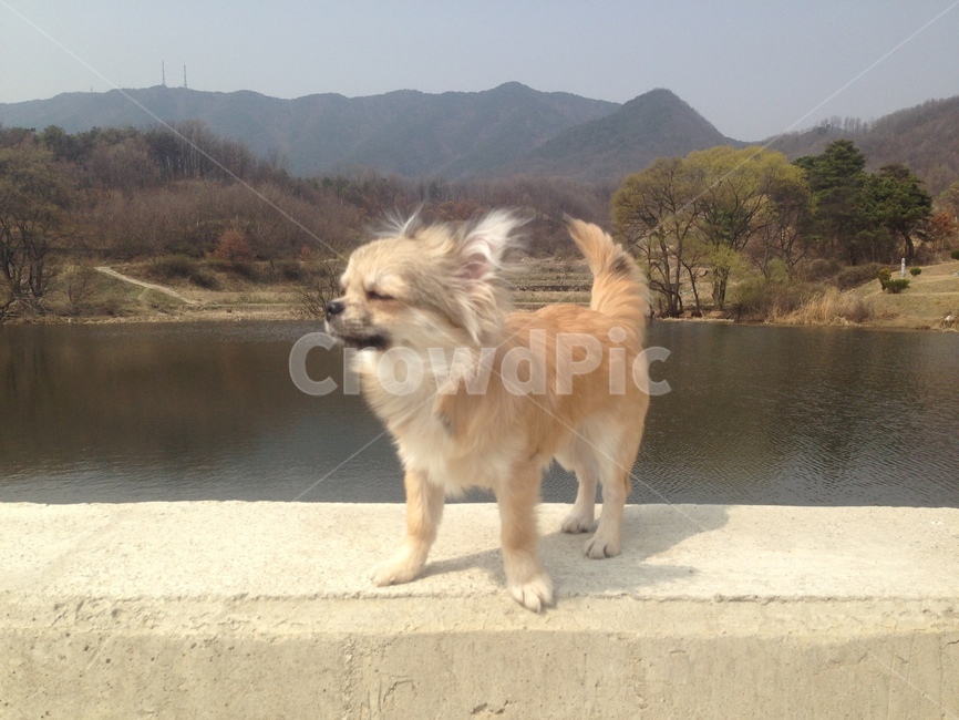 dog,개,mammal,포유류,animal,동물,pet,장모치와와,치와와,누렁이