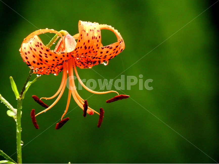 꽃,식물,자연,풍경,계절,식물,자연,plants,nature,꽃,flower
