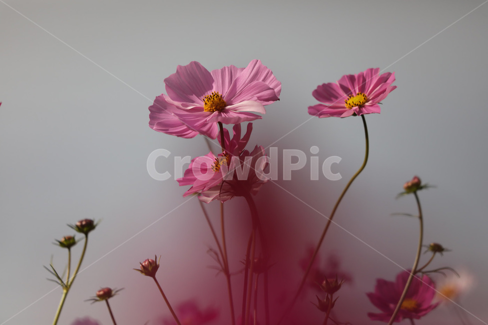 가을,코스모스,빨강,봉우리,고귀함,식물,자연,plants,nature,꽃,flower