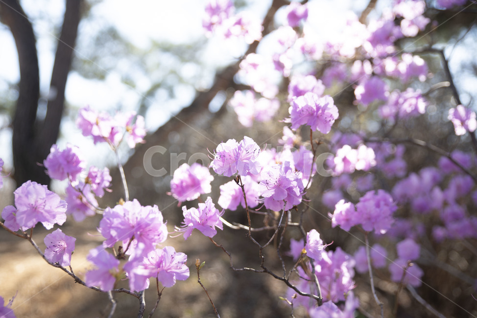 진달래,봄꽃,핑크,분홍,꽃나무,plant,식물,flower,꽃,blossom,식물,자연,plants,nature,꽃,flower