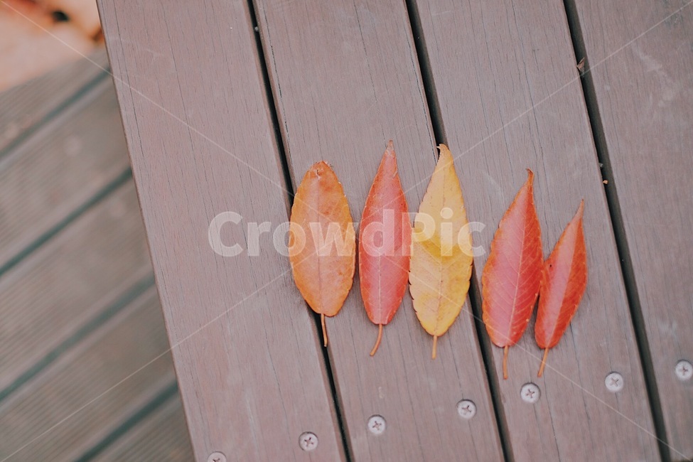 단풍,낙엽,감성사진,가을,자연,가을,계절,fall,autumn,season,식물,자연,plants,nature,감성,sensible,feeling,leaf,잎,plant