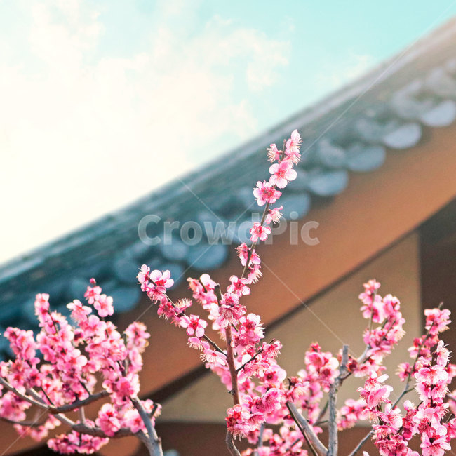 매화,매화꽃,봄꽃,분홍,핑크,pink,plant,blossom,flower,꽃,식물,옥외,한국전통,기와,기와집,매화마을,봄,계절,spring,season,식물,자연,plants,nature,꽃,flower
