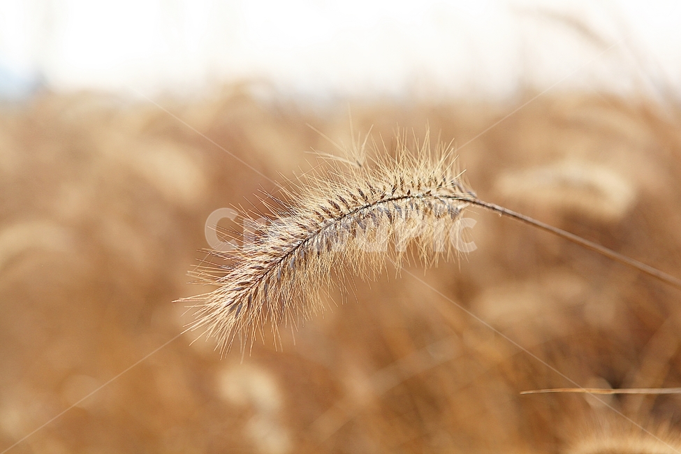 강아지풀,강아지풀꽃,꽃,잡초,가을,풀,공원,야외,가을,계절,fall,autumn,season,식물,자연,plants,nature
