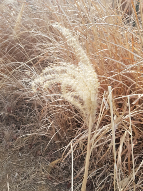 갈대,나무,잡초,겨울,풍경,식물,자연,plants,nature
