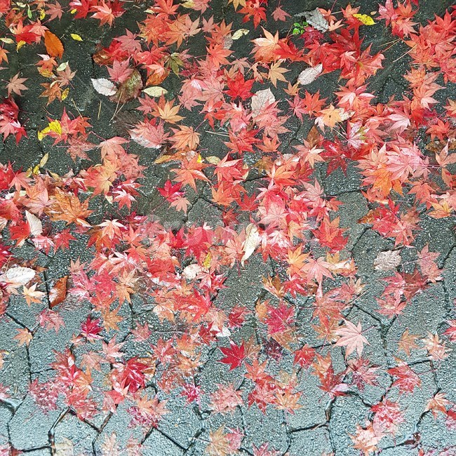 낙엽,비,가을,빨간색,도로,감성,축축한,빚바랜,red,rainy,가을,계절,fall,autumn,season,leaf,잎,plant,식물