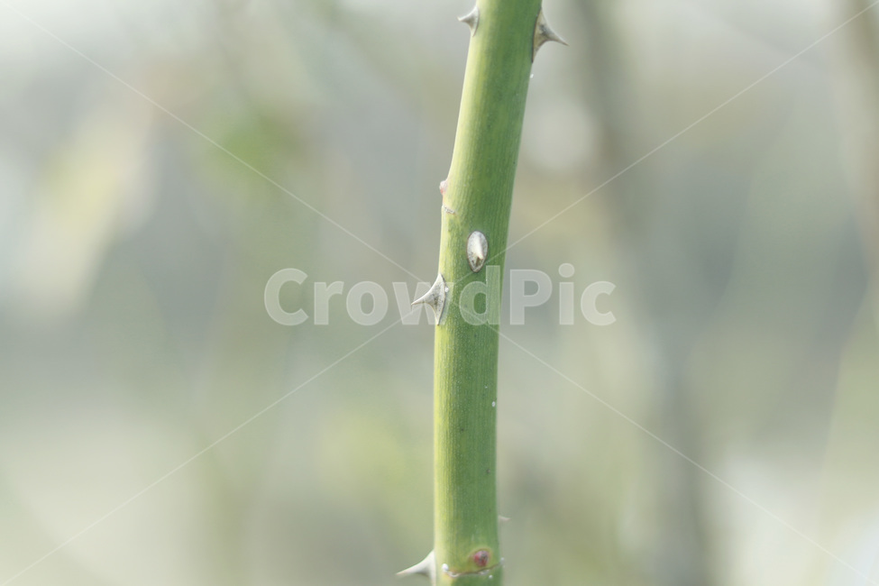 식물,plant,가시,장미,줄기
