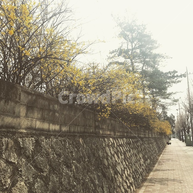 개나리,꽃길,돌담길,꽃,개나리길