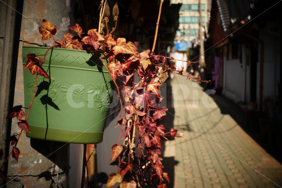 서울,골목길,겨울,낙엽,골목,옛날길,익선동,화분,옛,예전,추억,식물,자연,plants,nature,도시,풍경,city,landscape,사물,물건,오브젝트,thing,object,matter,plant,leaf,잎
