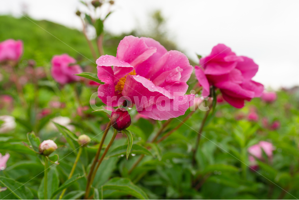 담벼락,꽃,flower,작약,plant,식물,식물,자연,plants,nature,꽃,flower