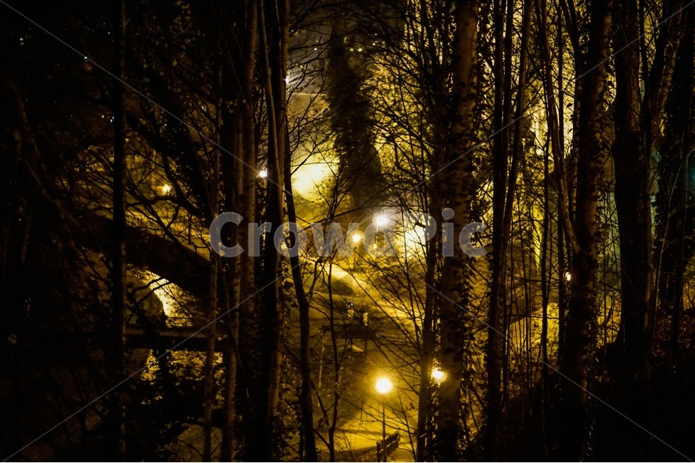 야경,황금빛,밤,풍경,나무,숲,야경,밤,풍경,nightscape,night,landscape,식물,자연,plants,nature,나무,trees,wood,light,빛,flare,플레어