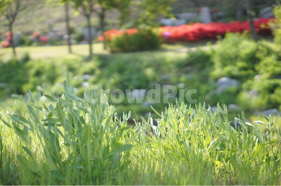 아침,빛,영산홍,나무,봄,식물,자연,plants,nature