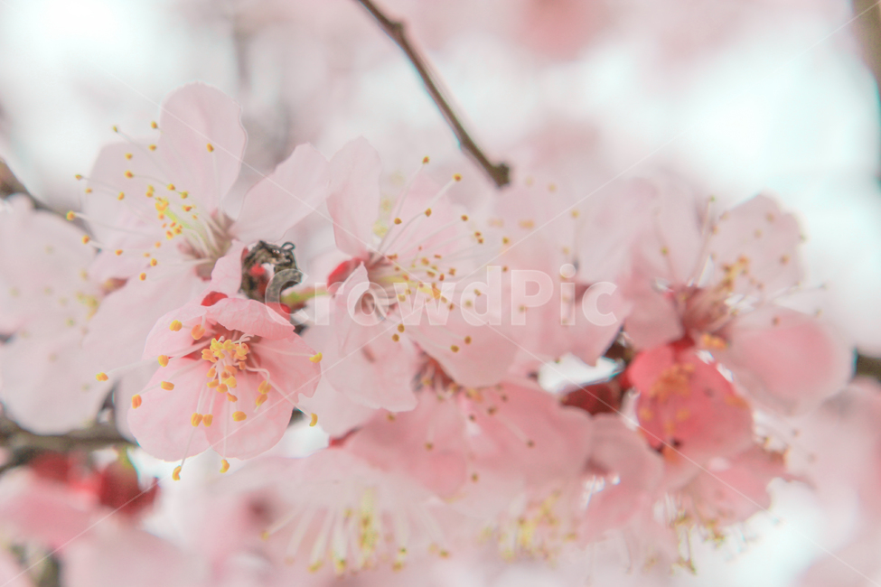 봄,벚꽃,매화,꽃,분홍,핑크,색깔,색감,색상,계절,spring,blossom,cherryblossom,flower,color,봄,계절,spring,season