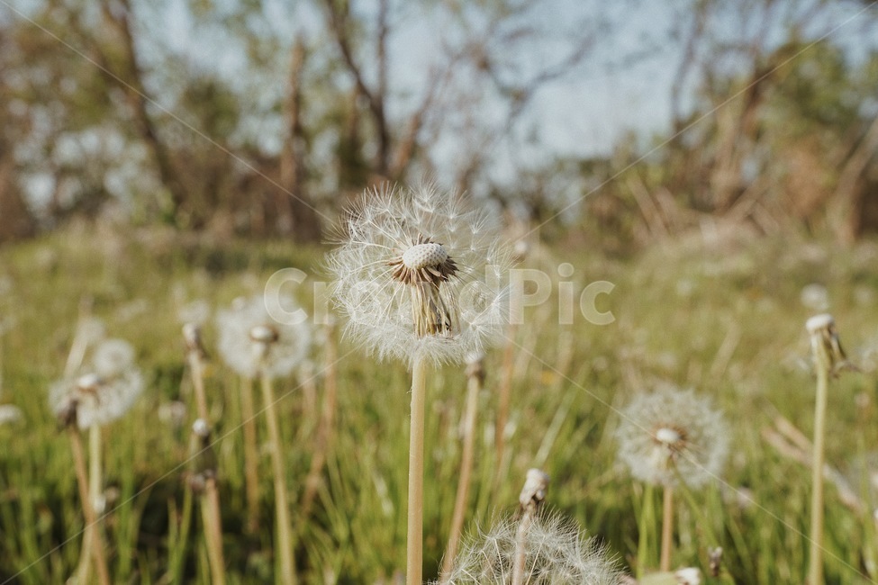 민들레,민들레씨,민들레꽃,접사사진,감성사진,꽃,봄,생명,자연,힐링
