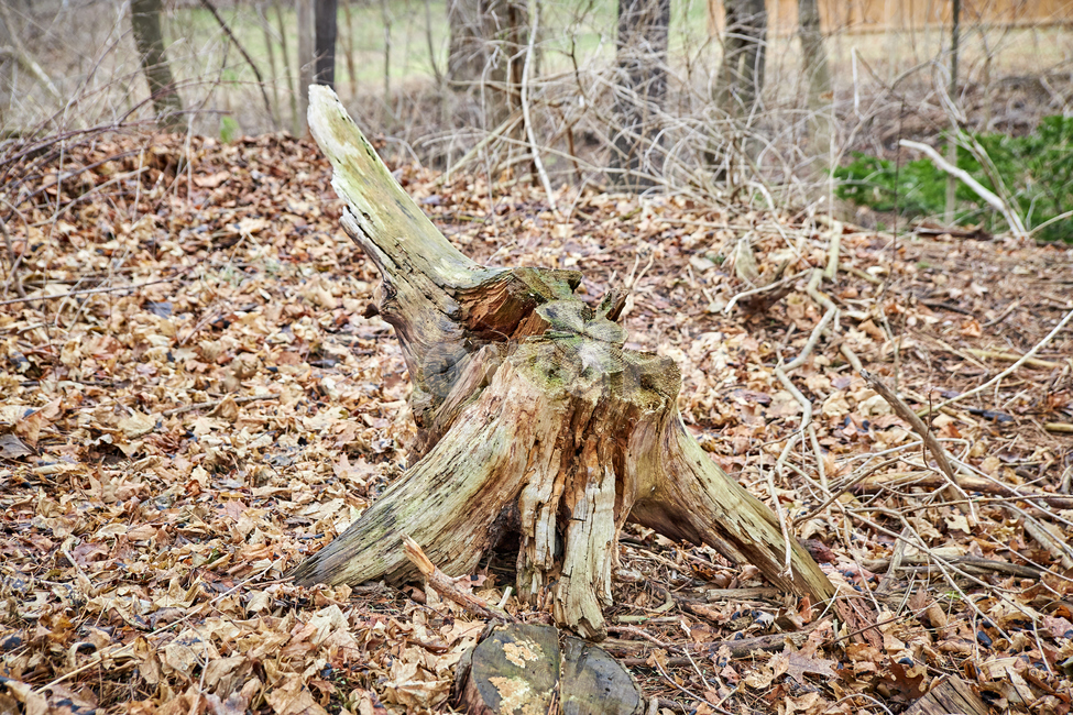 treestump,그루터기,ground,바닥,나무,버려진나무,썩은나무,산,숲,죽은나무,잘린나무