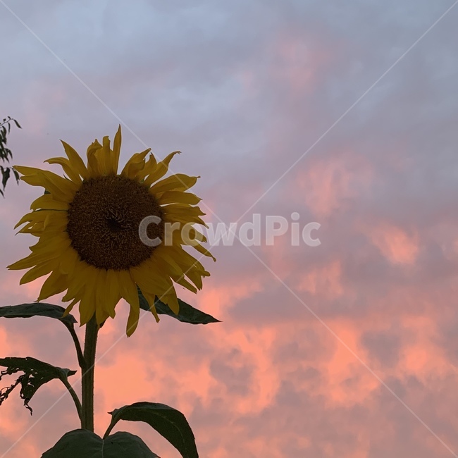 해바라기,노을,꽃,하늘,flower