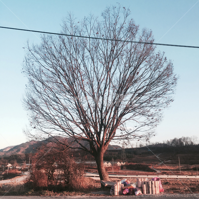 tree,나무,plant,식물,겨울,하늘