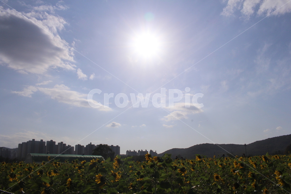 해바라기,하늘,해,태양,꽃,자연,잎,여름,가을,평화로운,환경,구름,자연,풍경,nature,landscape,outdoors,옥외,grassland,목초지,field,들