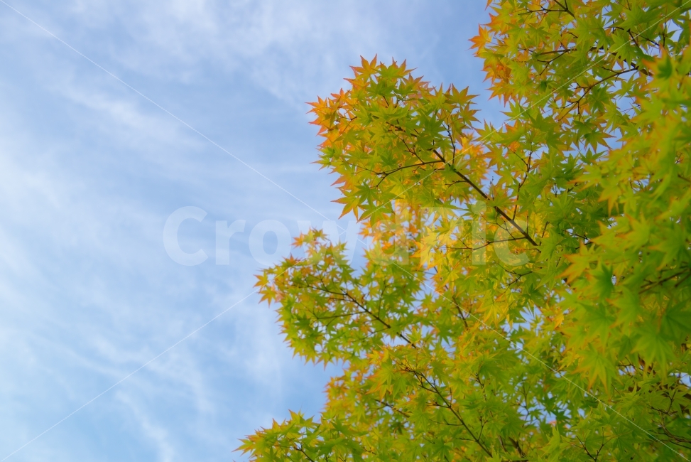 하늘,가을,단풍,초록,연빨강,색감,가을,계절,fall,autumn,season,식물,자연,plants,nature,leaf,잎,plant,tree,나무