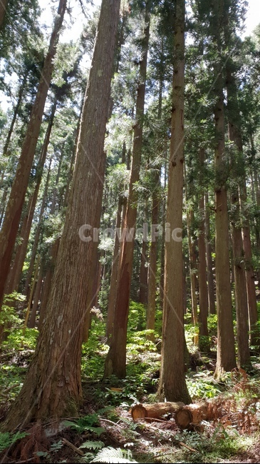 tree,나무,plant,식물,삼나무,길,치유,숲