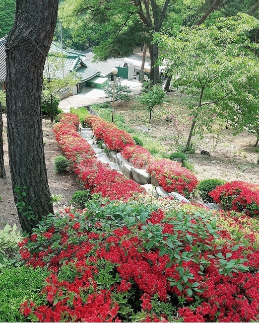 thoughts,flowers,green,tree,flower road,trees,red,mountain,road,in the mountains,temple