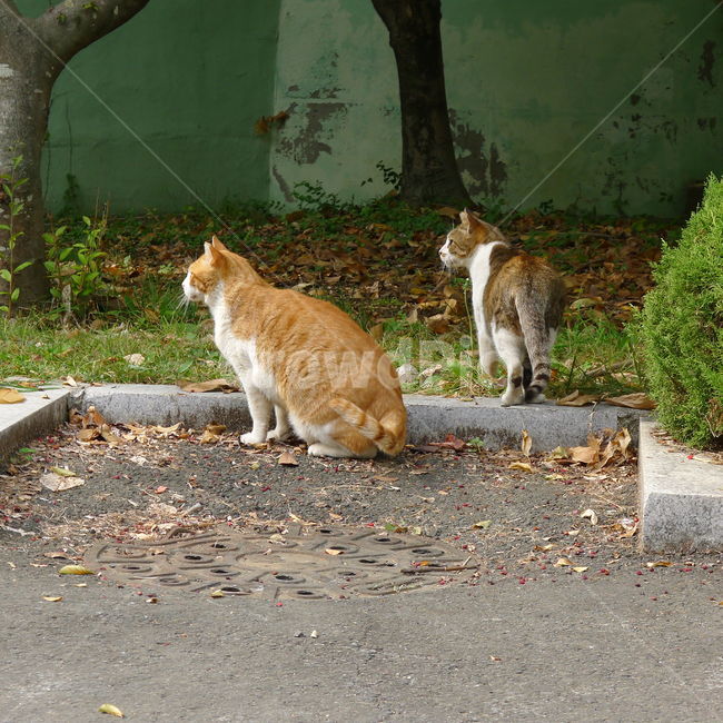 동반자,같은곳을바라보는고양이,고양이옆모습,고양이두마리,고양이친구,동물,animal,포유류,mammal,고양이,cat,kitten,kitty