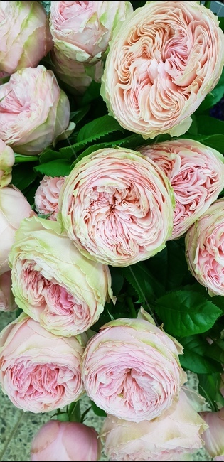 핑크꽃,화려한꽃,풍성한꽃,핑크색,고급진꽃,꽃,flower