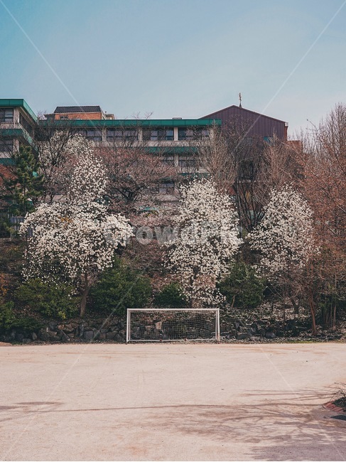 목련,봄꽃,학교,감성사진,운동장,tree,나무,plant,식물,봄