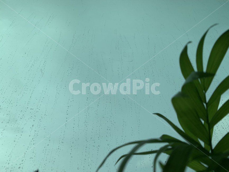 풀,창문,비,물방울,장마,비,비오는날,rain,rainy