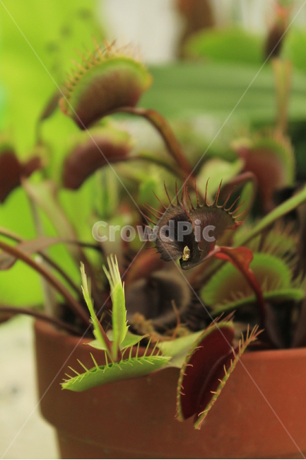 식충,파리지옥,희귀,식물,열대,신기,식충식물,식물,자연,plants,nature,실내용화초,화분,화초,house plant