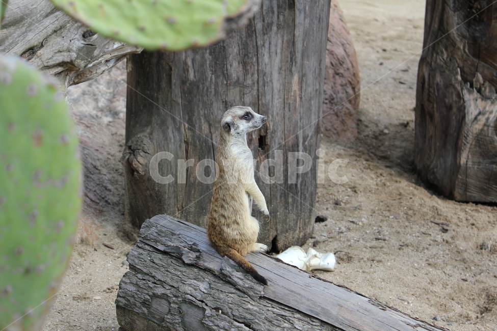 동물원,동물,미어캣,귀여움,나무,동물,animal,포유류,mammal